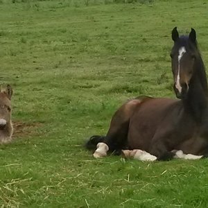 Home for rescued horses and donkey's